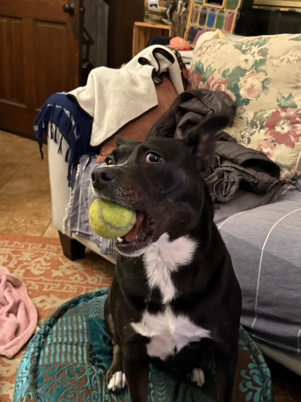 Bunni the dog sitting with a tennis ball in her mouth